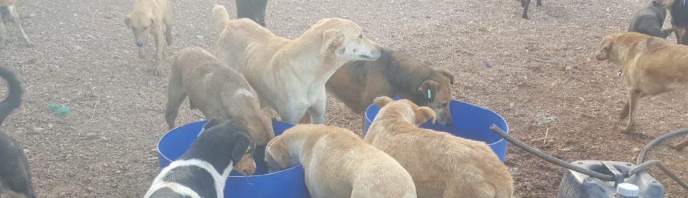 Tierhilfe Marokko